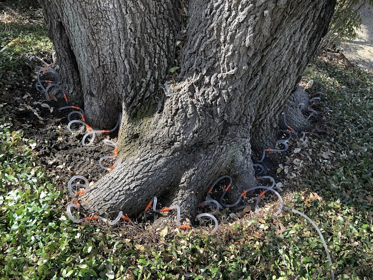 Detailed Tree Cabling and Bracing job site in Daniel