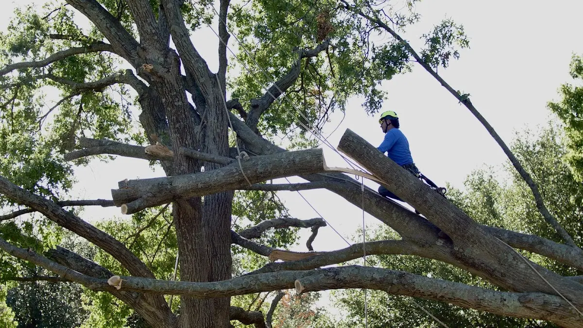 Professional Crown Thinning performed by certified arborists in Daniel